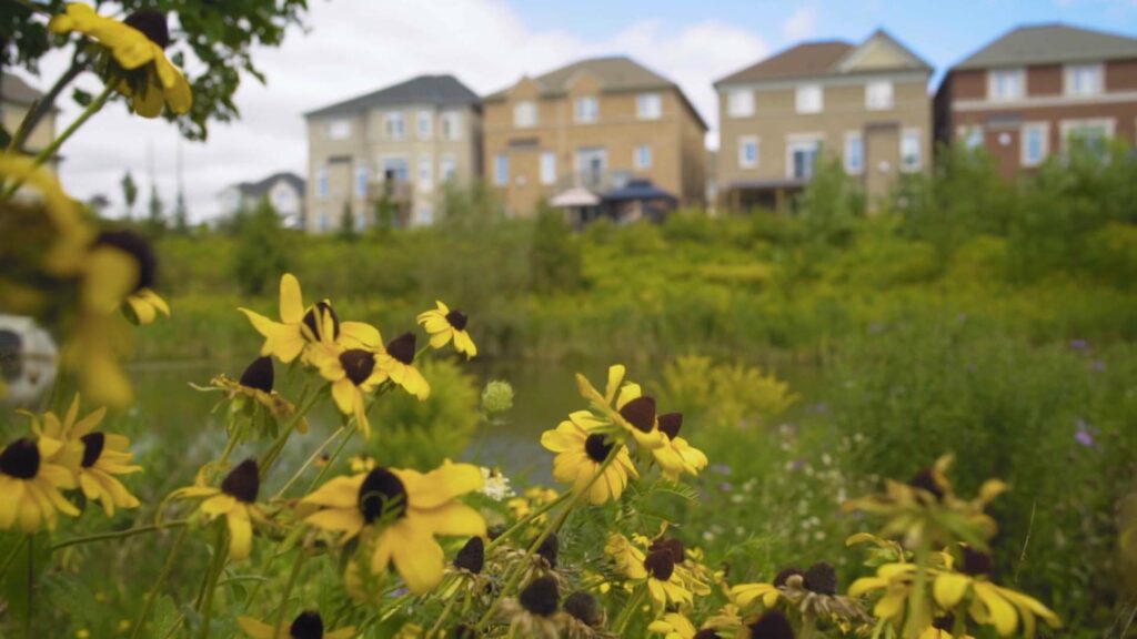 Close up of Black Eyed Susan flowers in front of a stormwater pond with homes in the background.