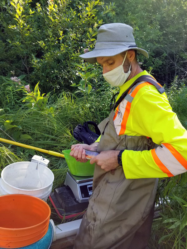 Rob Wilson Aquatic Ecologist measuring fish