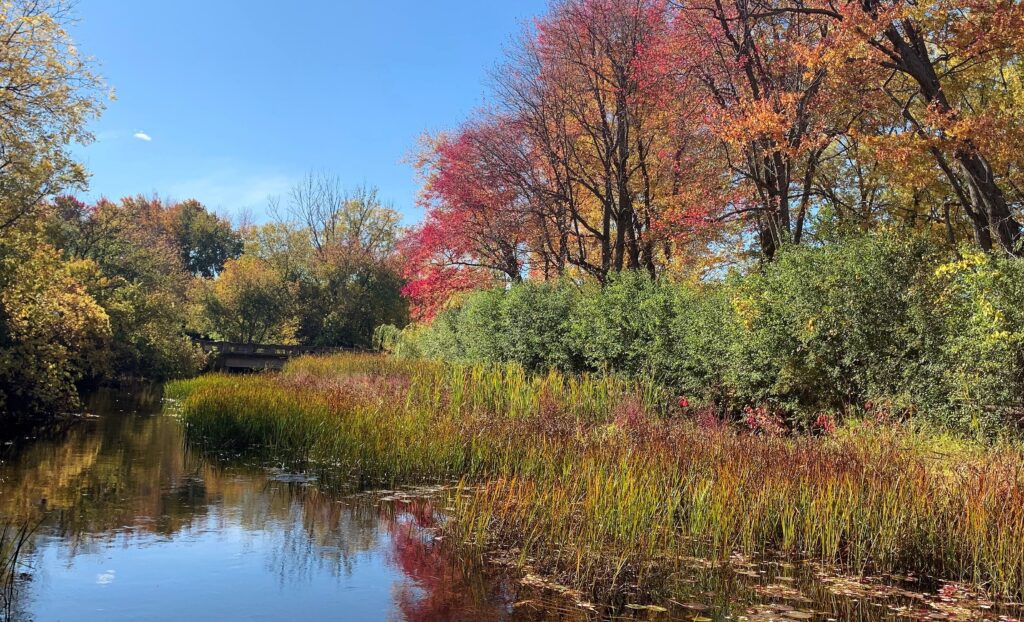 Fall Colours at Beaver River Wetland Trail