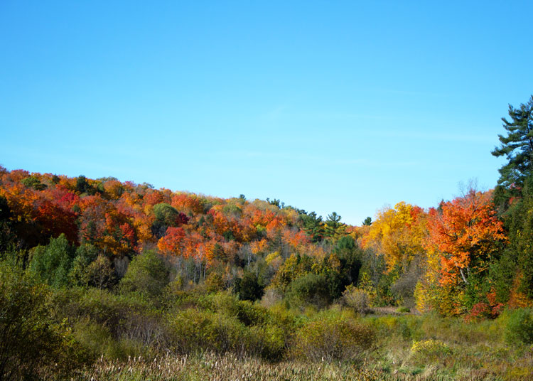 Fall Colours at Scanlon Creek