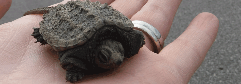 baby-turtle