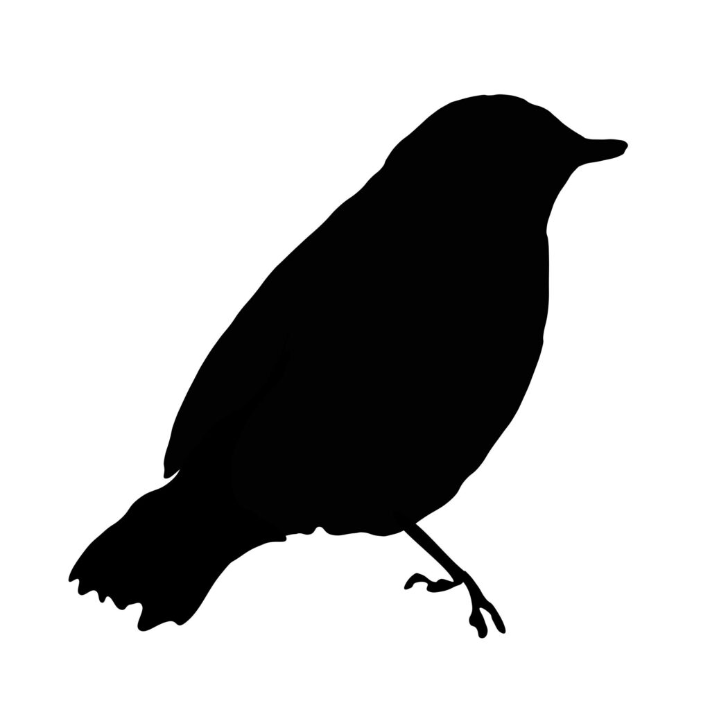 black-bird