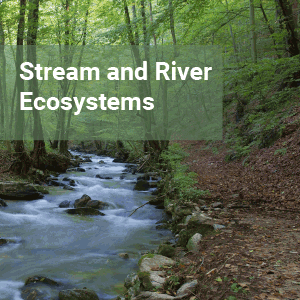 stream-river-ecosystems