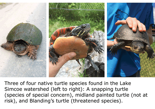 3 native turtle species are found the our watershed - snapping, midland painted and blandings turtles.