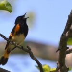 American Redstart sitting on a leafy tree branch with it's mouth open singing.