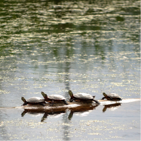 Arranged in a row, four Midland Painted turtles stand perched on top of a partially submerged log, their reflection visible in the water. Aquatic vegetation can be seen scattered across the surface of the water.
