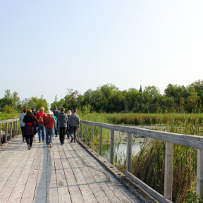 A group of people walk together along a wooden bridge on a sunny, clear day. A wetland, surrounded by abundant green vegetation and tall towering trees is visible from the bridge.