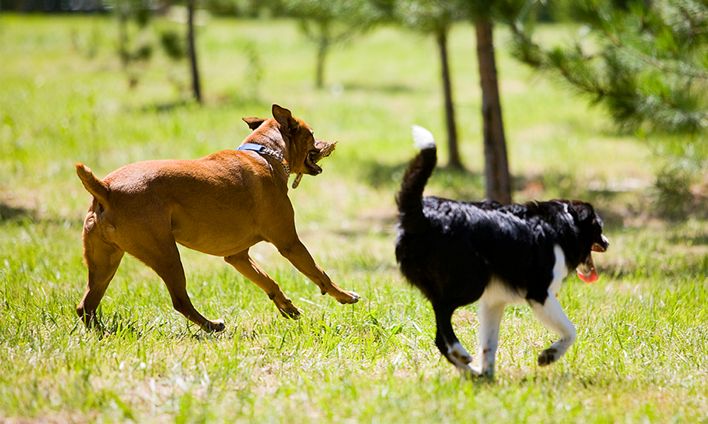 On a bright sunny day, two dogs joyfully run and play, with one of them carrying a branch in its mouth.
