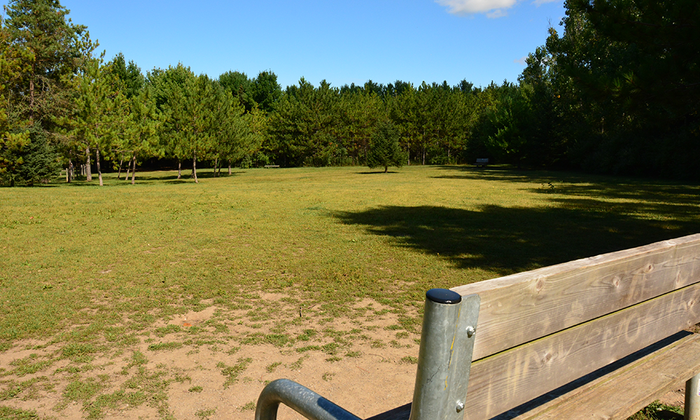 From a comfortable bench, the grassy expanse and trees scattered in the bark park provides a pleasant spot for owners to sit and observe their playful dogs.