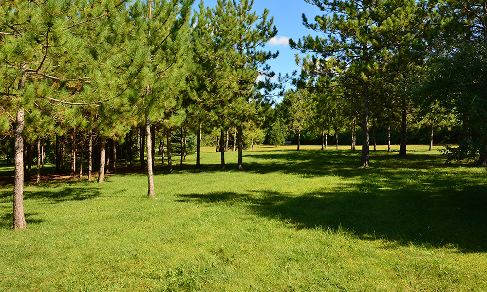 A grassed area is scattered with tall Pine trees, their green needles creating a picturesque landscape under the warm sun.