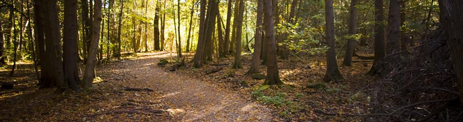 A forested trail in early fall with fallen leaves and sun beaming through the trees.