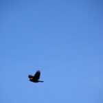 A Red-winged Blackbird soars through the sky, its vibrant plumage contrasting against the backdrop of a clear blue sky.