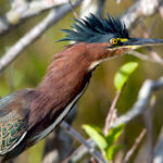 In a close-up, a Green Heron stands in its natural habitat. It has a captivating and striking appearance with its deep greenish-black cap that extends down the neck, framing a white throat. The eyes are large and yellow, accentuated by a slender dagger-like bill that is dark and pointed.