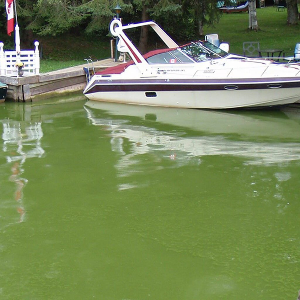 A lake full of blue-green algae and a boat at a dock on maintained grass property.