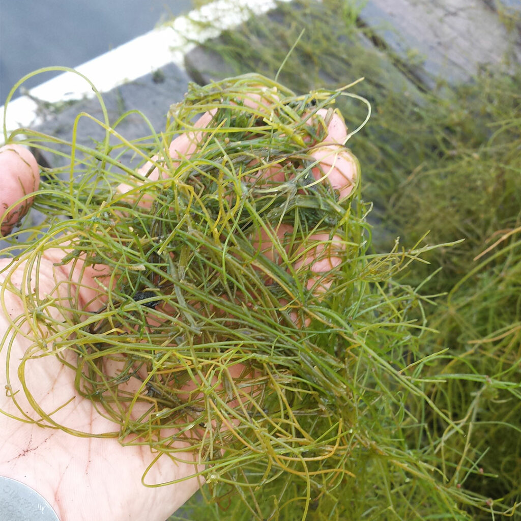 Close up of a hand holding Starry Stonewort in it on a dock.