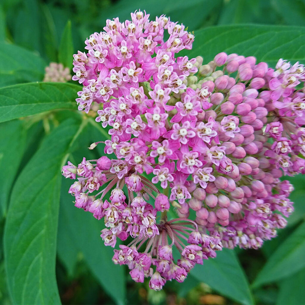 A close up of native swamp milkweed with it's lush pink flowers.