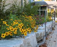 Low Impact Development (LID) Raingarden features vibrant Black-eyed Susans and other native plants to the sustainable landscape. The garden is lined with a large armor stone wall that separates the garden from the adjacent walkway.