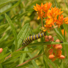 Monarch caterpillar feeding on a Milkweed plant_webpage