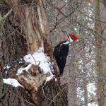 A Pileated Woodpecker, adorned with striking red plumage, diligently pecks at a tree trunk where the bark has been stripped away, revealing the intricate details of the wood. The forest scene is touched by a dusting of snow.