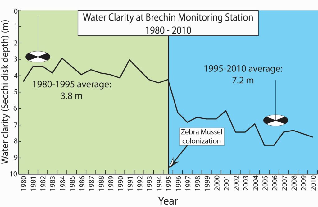 A graph showing water quality at Brechin Monitoring Station. Clarity increases after zebra mussel colonization.