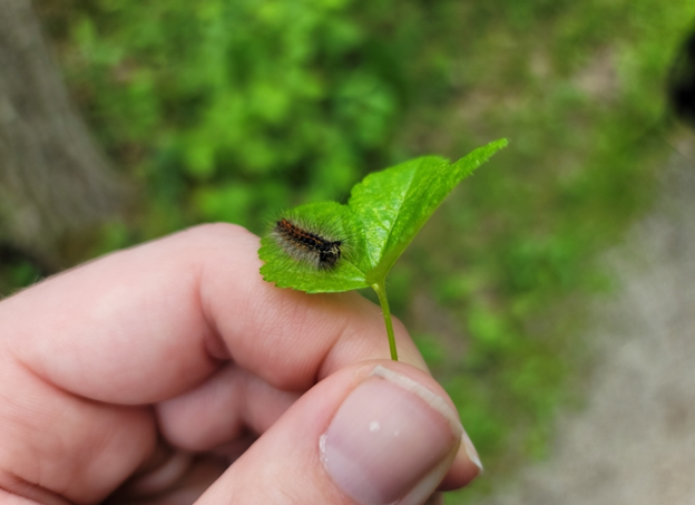 A small Spongy Moth caterpillar rests on a leaf, held between the thumb and index finger. A blurred out trunk and greenery can be seen in the background.