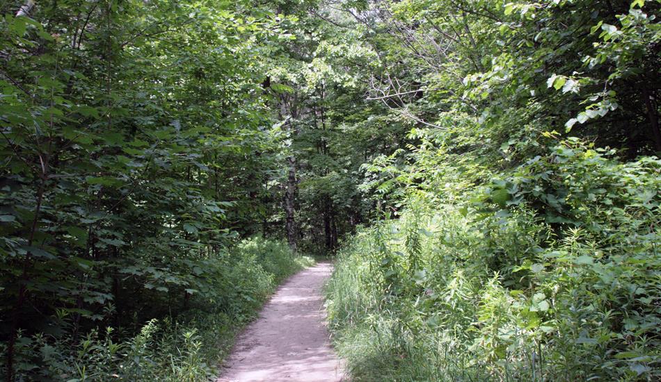 A narrow path stretches into the distance at the Thornton Bales Conservation Area, gradually disappearing into the surrounding trees, shrubs and lush green vegetation.