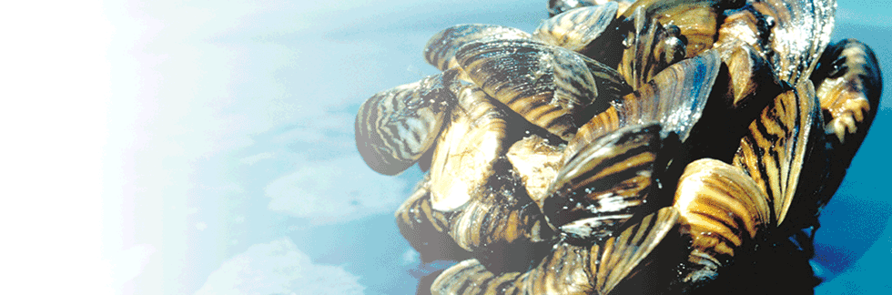 A cluser of zebra mussles sitting on top of water.