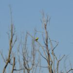 American Goldfinch sitting perched high up on a tree branch.