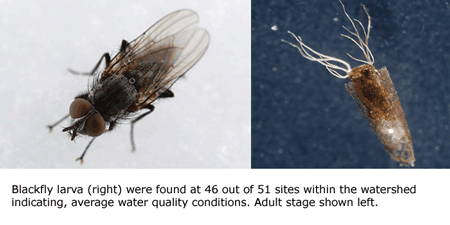 Blackfly larva were found at 46 sites in the watershed.