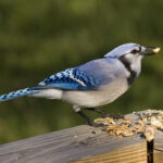 A Blue Jay stands perched atop a bird feeder, its beak filled with food from below.