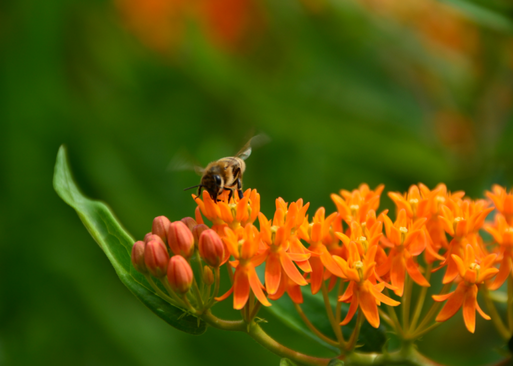 Close up view of a bee sitting on a Butterfly Milkweed flower.