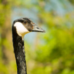 In a close up shot, the head of a Canada Goose takes center stage, its features accentuated against a natural green backdrop.