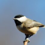 A Black-capped Chickadee perches high on a tree branch, silhouetted against the serene canvas of a pure blue sky.