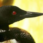 Close up view of the head of a Common Loon. It has a red eye, black beak, and black feathers.