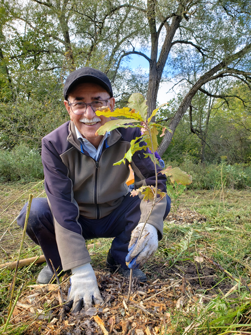 Elderly man wearing glasses, hat, jacket and gloves crouches down beside a newly planted shrub in the fall season. Large trees are visible in the distance.