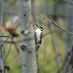 Between the interlacing branches, a Downy Woodpecker is perched vertically on a tree trunk.