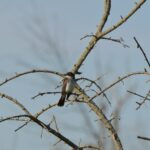 Perched on a leafless branch, an Eastern Kingbird sits majestically.