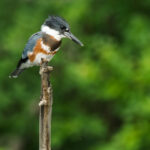 Perched high above, a Belted Kingfisher surveys its surroundings with watchful eyes.