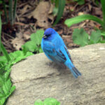 An Indigo Bunting sits gracefully on a rock, it's vibrant blue hues contrast against the surrounding green vegetation, creating a stunning example of natural beauty.