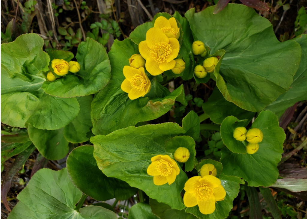 Close up view of a Marsh Marigold.