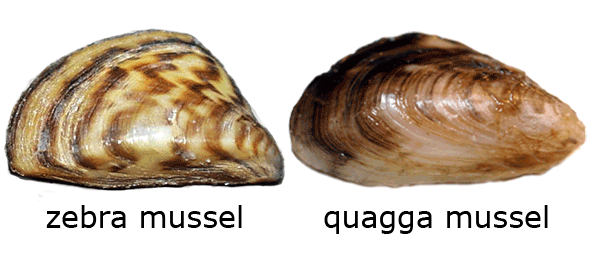 One zebra and one quagga mussel.  These species have differences including shape and colour.