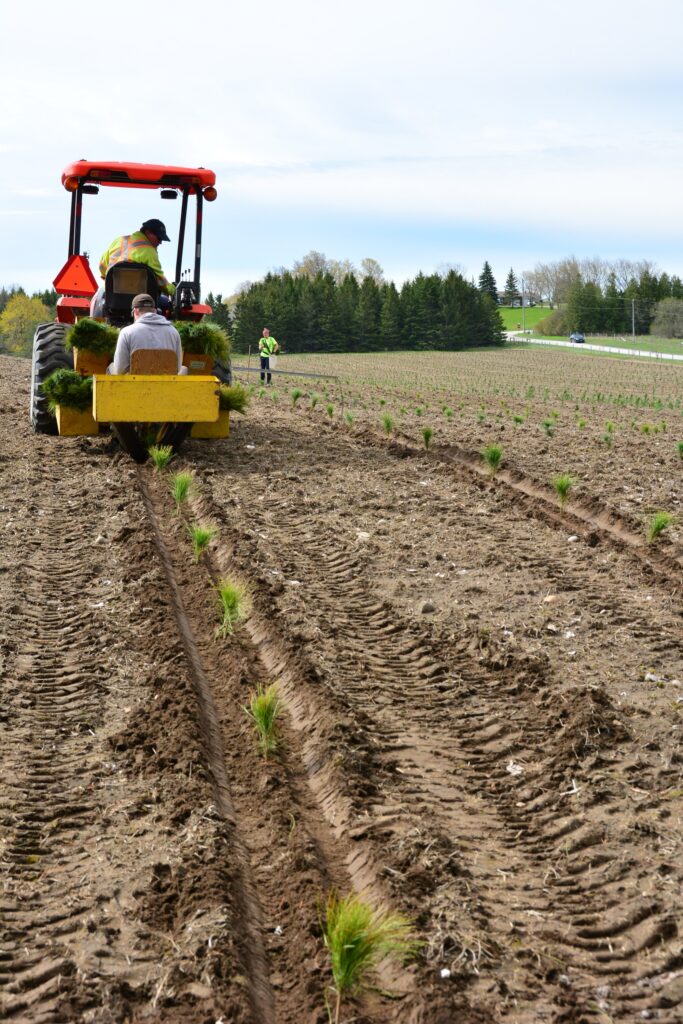 Tractor operator and planter work together to plant several rows of tree seedlings in an open field. Large trees and an onlooker are visible in the background.