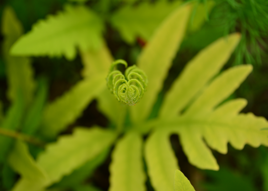 Close up view of a Sensitive fern.