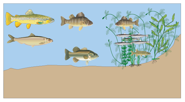 Drawing of an aquatic scene highlighting a plant community in shallow water that nearby fish are able to swim through.