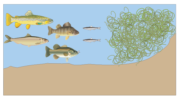 Drawing of an aquatic scene highlighting starry stonewort growing in shallow waters while various sized fish swim nearby, unable to penetrate the tendrils.