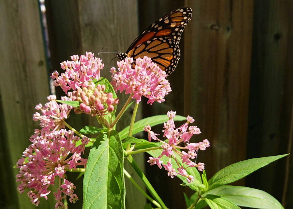 Close up view of a Monarch Butterfly resting on a Swamp milkweed flower.