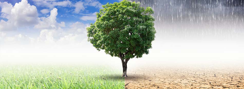 A split photo with a tree in the centre showcasing two different climates. The climate on one side shows a bright sun shining on lush green grass, while the climate on the other side of the photo shows rain and a dried up earth.