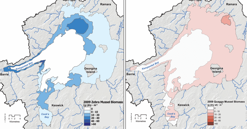 Maps of zebra and quagga mussels distribution in 2009. Zebra mussels are prevalent and quagga are starting to appear.