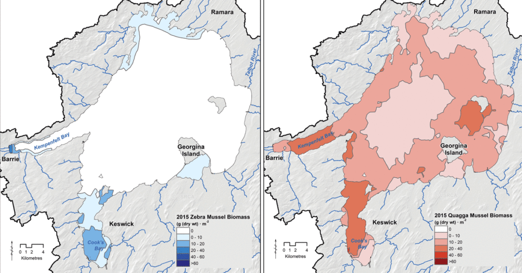 Maps of zebra and quagga mussels distribution in 2015. Zebra mussel populations have diminished and quagga have increased.