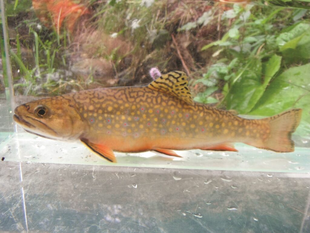 A brook trout caught as part of an electrofishing sample. Brook trout are indicators of healthy rivers and streams.